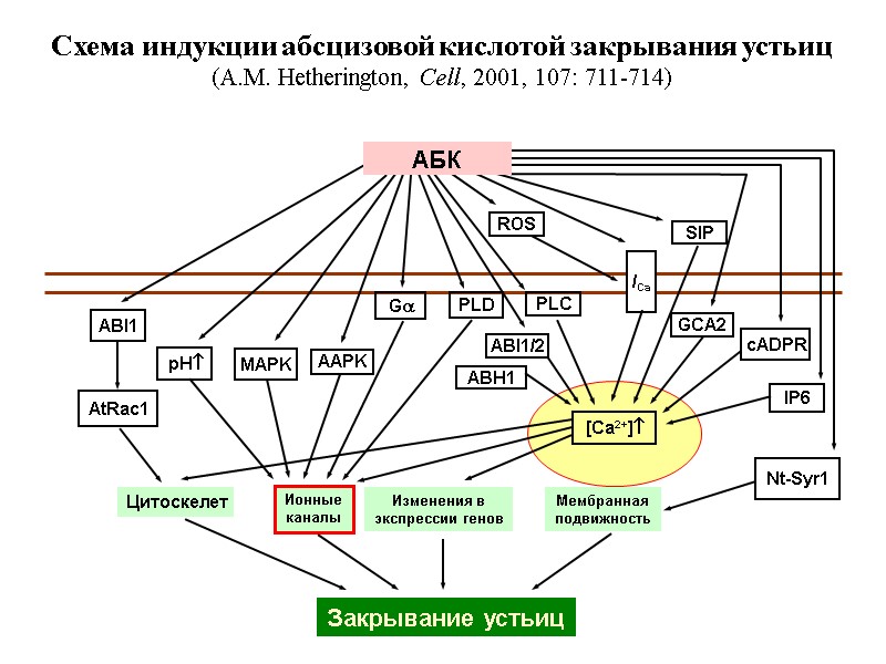Схема индукции абсцизовой кислотой закрывания устьиц (A.M. Hetherington, Cell, 2001, 107: 711-714) ROS SIP